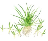 Littorella uniflora2